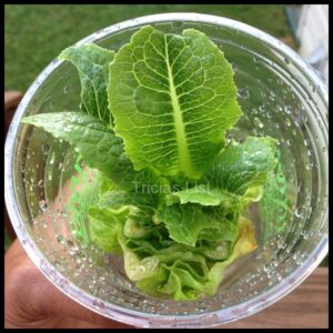 regrow your lettuce (11)
