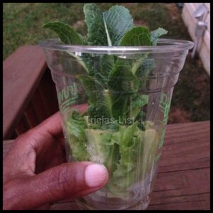 regrow your lettuce (12)