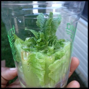 regrow your lettuce (4)