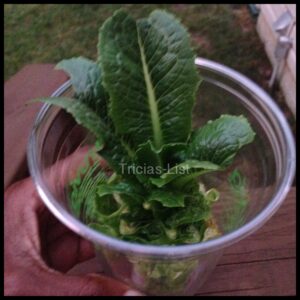 regrow your lettuce (5)