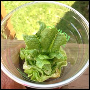 regrow your lettuce (6)
