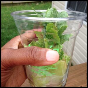regrow your lettuce (2) from scraps