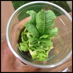 regrow your lettuce (2) from scraps