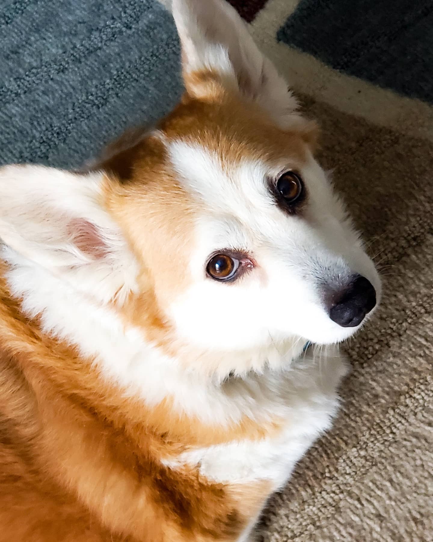 roxy the corgi posing for pet screens