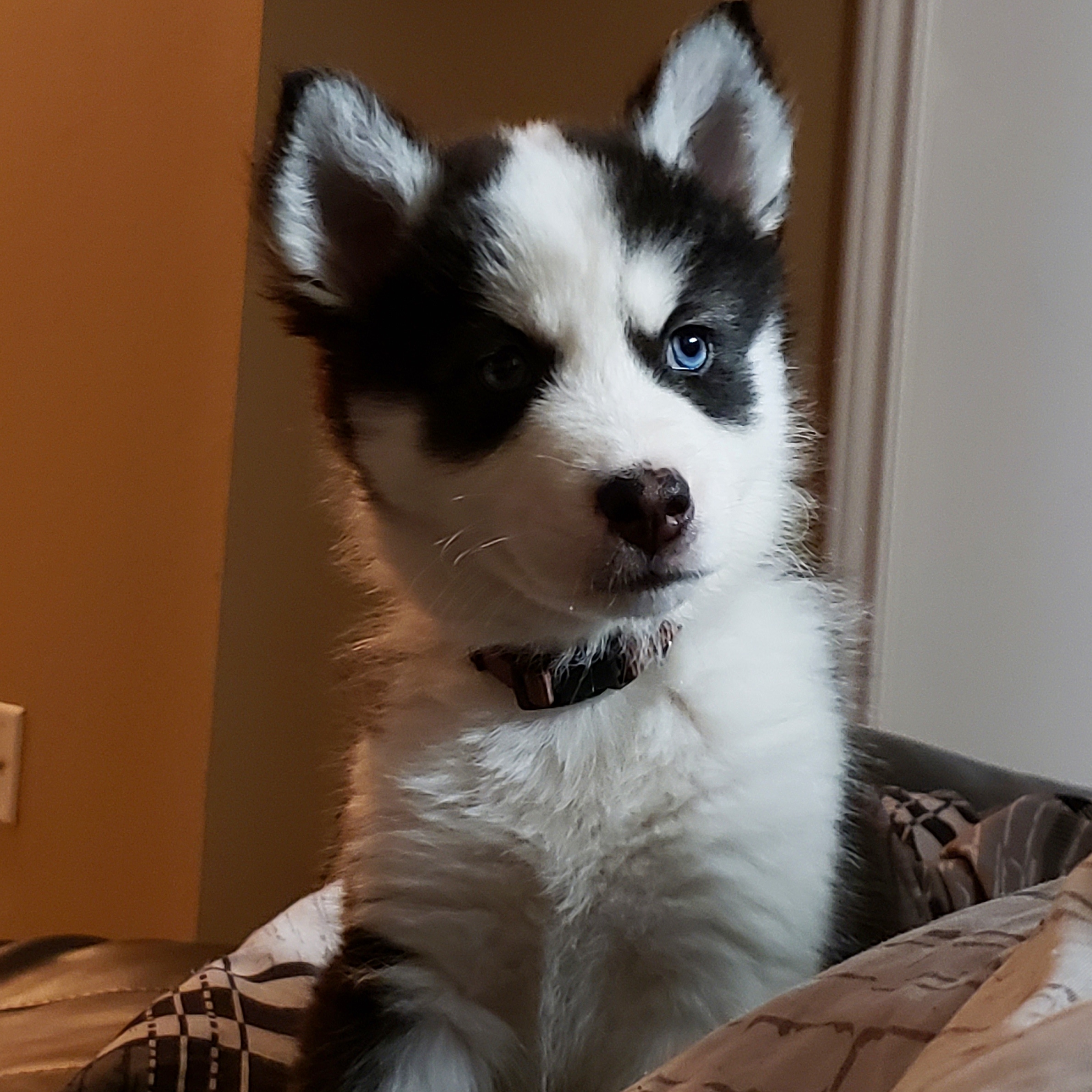 Nipsey the husky posing for pet screens