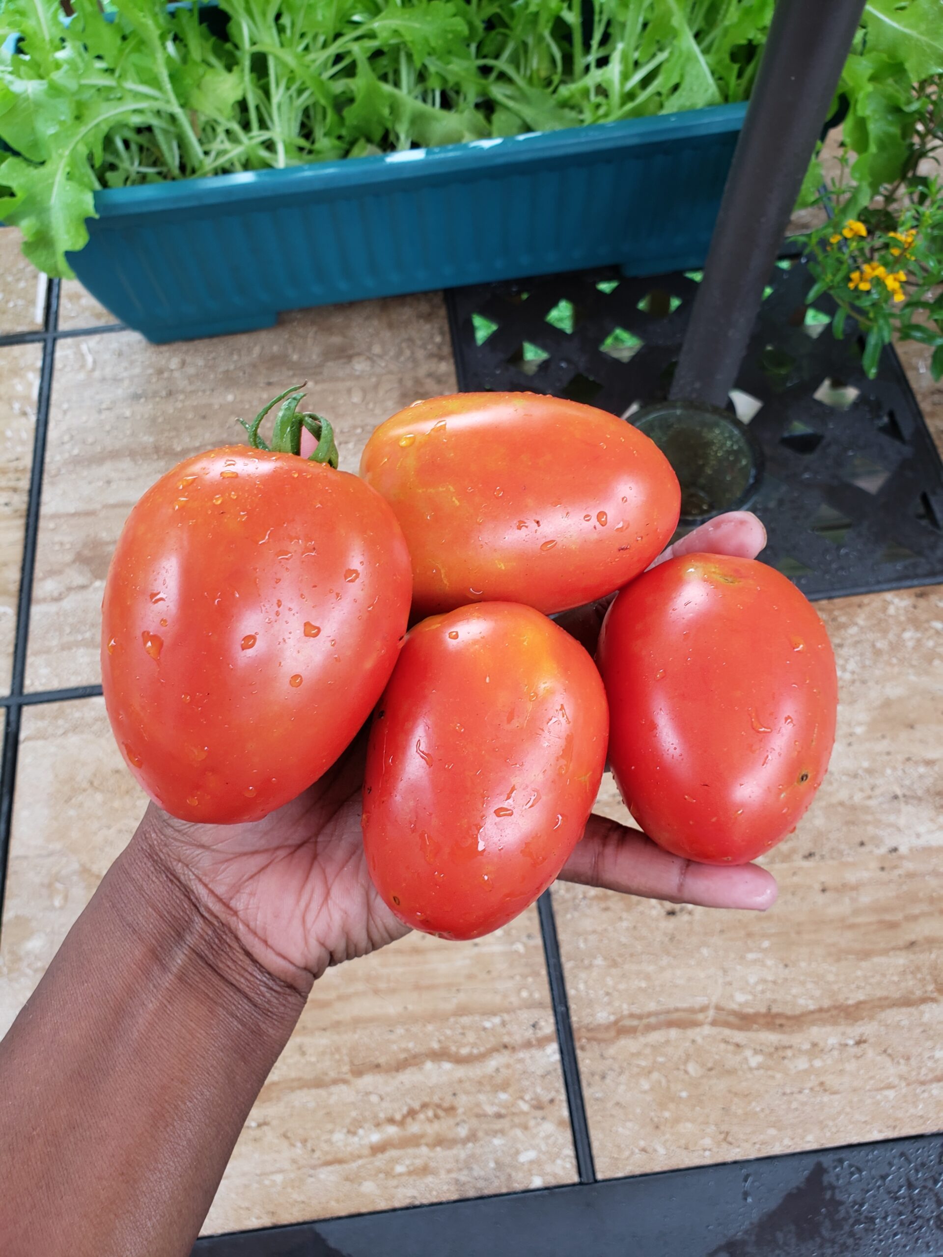 Grow Your Own Food to fight recession 